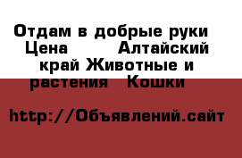 Отдам в добрые руки › Цена ­ 10 - Алтайский край Животные и растения » Кошки   